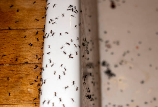 Best Flea Control Services  in Bergenfield, NJ