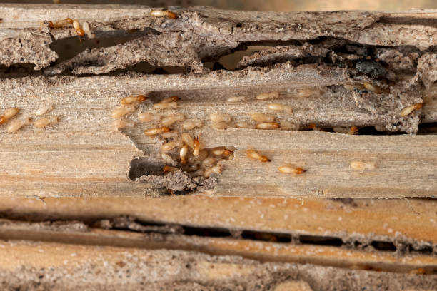 Best Local Pest Control Services  in Bergenfield, NJ
