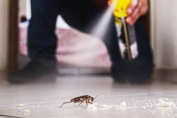 Best Local Pest Control Services  in Bergenfield, NJ