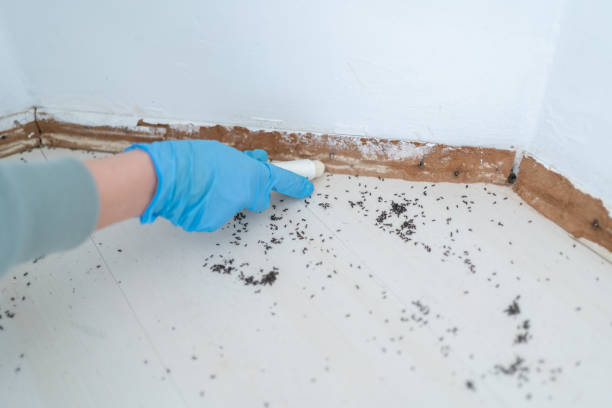 Best Flea Control Services  in Bergenfield, NJ